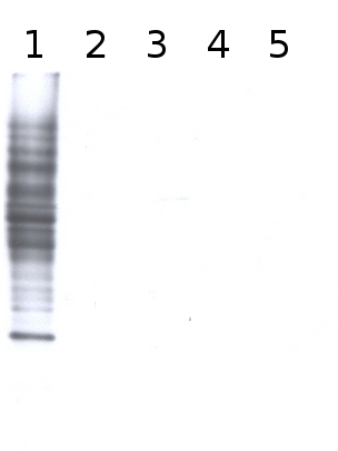 western blot detection using anti-fucose antibodies